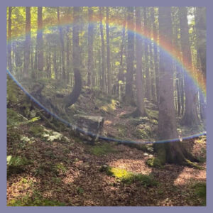 Regenbogen im Wald